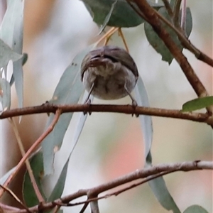 Caligavis chrysops at Uriarra, NSW - suppressed