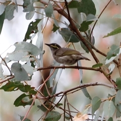 Caligavis chrysops at Uriarra, NSW - 23 Nov 2024