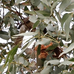 Caligavis chrysops at Uriarra, NSW - 23 Nov 2024