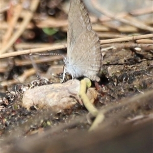 Zizina otis (Common Grass-Blue) at Brindabella, NSW by JimL