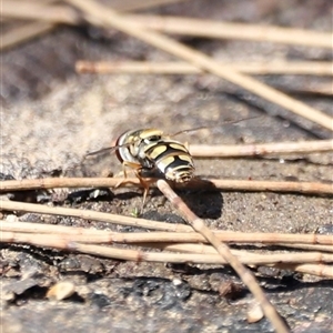 Syrphini sp. (tribe) (Unidentified syrphine hover fly) at Brindabella, NSW by JimL