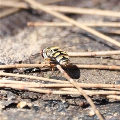 Unidentified Hover fly (Syrphidae) at Brindabella, NSW - 23 Nov 2024 by JimL