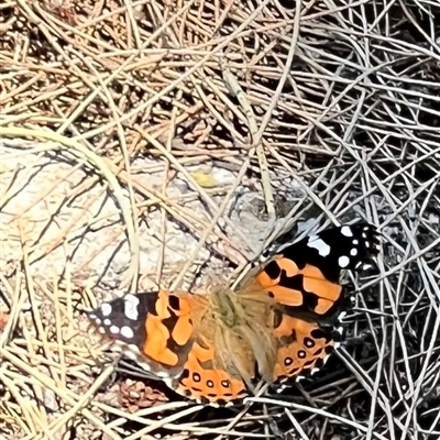 Vanessa kershawi (Australian Painted Lady) at Brindabella, NSW - 23 Nov 2024 by JimL