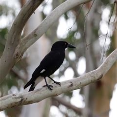 Strepera graculina (Pied Currawong) at Uriarra, NSW - 24 Nov 2024 by JimL