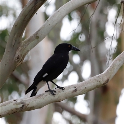 Strepera graculina (Pied Currawong) at Uriarra, NSW - 24 Nov 2024 by JimL