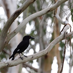 Strepera graculina at Uriarra, NSW - 24 Nov 2024