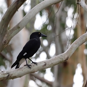 Strepera graculina at Uriarra, NSW - 24 Nov 2024