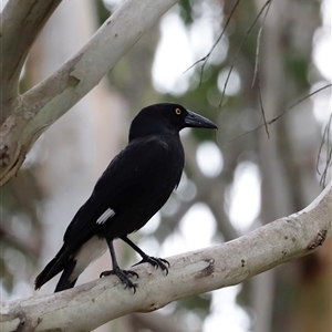 Strepera graculina at Uriarra, NSW - 24 Nov 2024