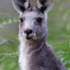 Macropus giganteus (Eastern Grey Kangaroo) at Uriarra, NSW - 23 Nov 2024 by JimL