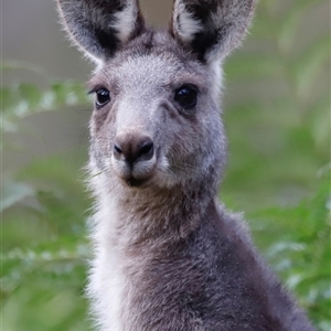 Macropus giganteus (Eastern Grey Kangaroo) at Uriarra, NSW by JimL