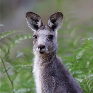 Macropus giganteus at Uriarra, NSW - 23 Nov 2024 07:00 PM