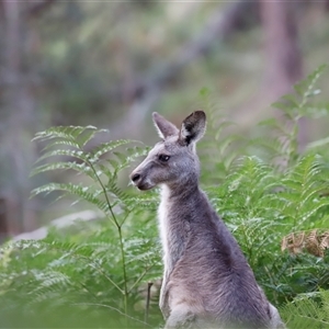 Macropus giganteus at Uriarra, NSW - 23 Nov 2024 07:00 PM