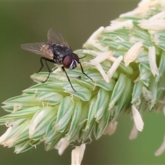 Unidentified True fly (Diptera) at Killara, VIC - 23 Nov 2024 by KylieWaldon