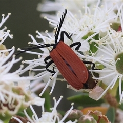 Porrostoma rhipidium (Long-nosed Lycid (Net-winged) beetle) at Killara, VIC - 23 Nov 2024 by KylieWaldon