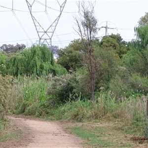 Porrostoma rhipidium at Killara, VIC - 24 Nov 2024 07:19 AM