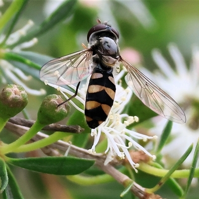 Unidentified Hover fly (Syrphidae) at Killara, VIC - 23 Nov 2024 by KylieWaldon