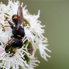 Unidentified Wasp (Hymenoptera, Apocrita) at Killara, VIC - 23 Nov 2024 by KylieWaldon