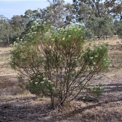 Cassinia longifolia (Shiny Cassinia, Cauliflower Bush) at Weetangera, ACT - 24 Nov 2024 by sangio7