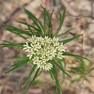 Cassinia longifolia at Weetangera, ACT - 25 Nov 2024