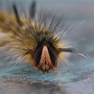 Anthela acuta (Common Anthelid) at Moruya, NSW by LisaH