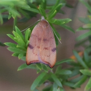 Tortricopsis uncinella at Moruya, NSW - 21 Nov 2024