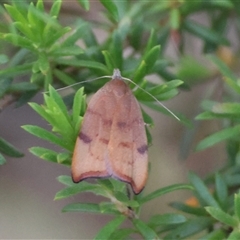 Tortricopsis uncinella at Moruya, NSW - 21 Nov 2024