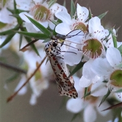 Utetheisa pulchelloides (Heliotrope Moth) at Moruya, NSW - 21 Nov 2024 by LisaH