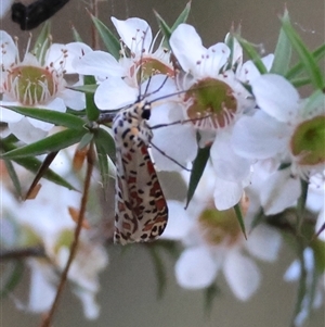 Utetheisa pulchelloides at Moruya, NSW - suppressed