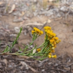 Chrysocephalum semipapposum (Clustered Everlasting) at Weetangera, ACT - 24 Nov 2024 by sangio7