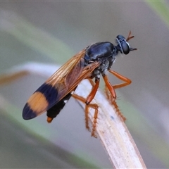 Asilidae (family) (Unidentified Robber fly) at Moruya, NSW - 21 Nov 2024 by LisaH