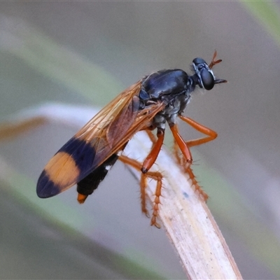 Asilidae (family) (Unidentified Robber fly) at Moruya, NSW - 21 Nov 2024 by LisaH