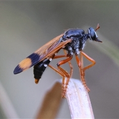 Asilidae (family) at Moruya, NSW - suppressed