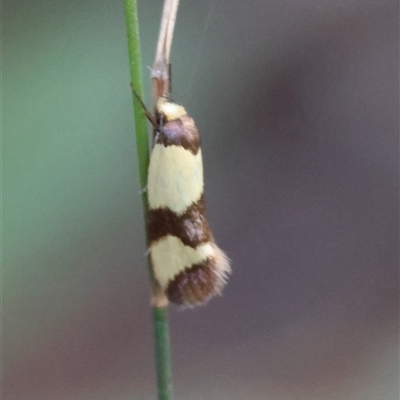 Chrysonoma fascialis (Wingia Group) at Moruya, NSW - 21 Nov 2024 by LisaH