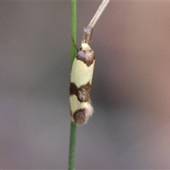 Chrysonoma fascialis at Moruya, NSW - suppressed