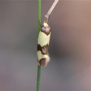 Chrysonoma fascialis at Moruya, NSW - 21 Nov 2024