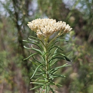 Cassinia aculeata subsp. aculeata at Weetangera, ACT - 25 Nov 2024