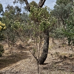 Cassinia aculeata subsp. aculeata at Weetangera, ACT - 25 Nov 2024 09:47 AM