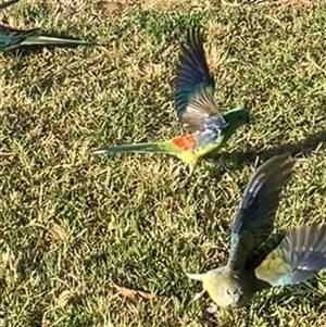 Psephotus haematonotus (Red-rumped Parrot) at Parkes, ACT by Clarel