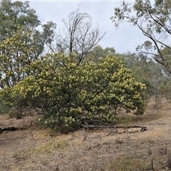 Acacia mearnsii (Black Wattle) at Weetangera, ACT - 25 Nov 2024 by sangio7