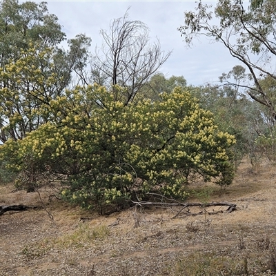 Acacia mearnsii (Black Wattle) at Weetangera, ACT - 25 Nov 2024 by sangio7