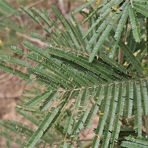 Acacia mearnsii at Weetangera, ACT - 25 Nov 2024 09:50 AM