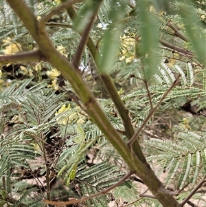 Acacia mearnsii at Weetangera, ACT - 25 Nov 2024 09:50 AM