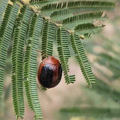 Dicranosterna immaculata (Acacia leaf beetle) at Weetangera, ACT - 24 Nov 2024 by sangio7