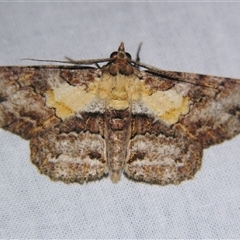 Cleora repetita (Ennominae) at Sheldon, QLD - 14 Mar 2008 by PJH123