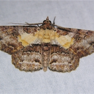 Cleora repetita (Ennominae) at Sheldon, QLD by PJH123