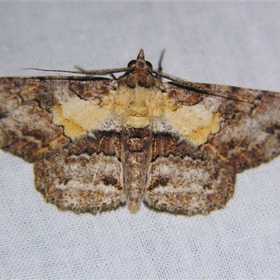 Cleora repetita (Ennominae) at Sheldon, QLD - 14 Mar 2008 by PJH123