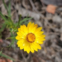 Xerochrysum viscosum (Sticky Everlasting) at Weetangera, ACT - 24 Nov 2024 by sangio7