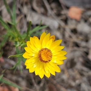 Xerochrysum viscosum at Weetangera, ACT - 25 Nov 2024