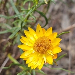 Xerochrysum viscosum at Weetangera, ACT - 25 Nov 2024