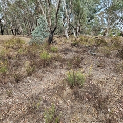 Xerochrysum viscosum at Weetangera, ACT - 25 Nov 2024